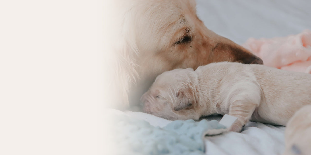 A golden retriever mother resting her head beside her newborn puppy on a soft blanket