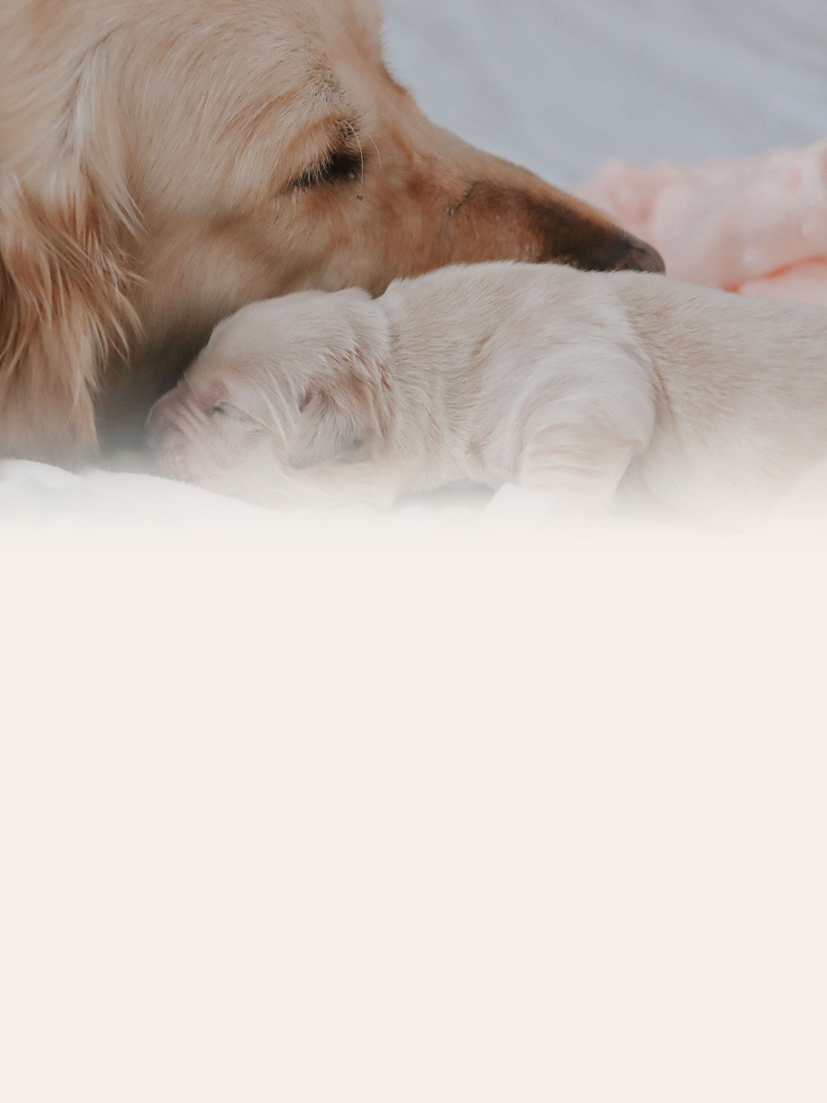 A golden retriever mother resting her head beside her newborn puppy on a soft blanket