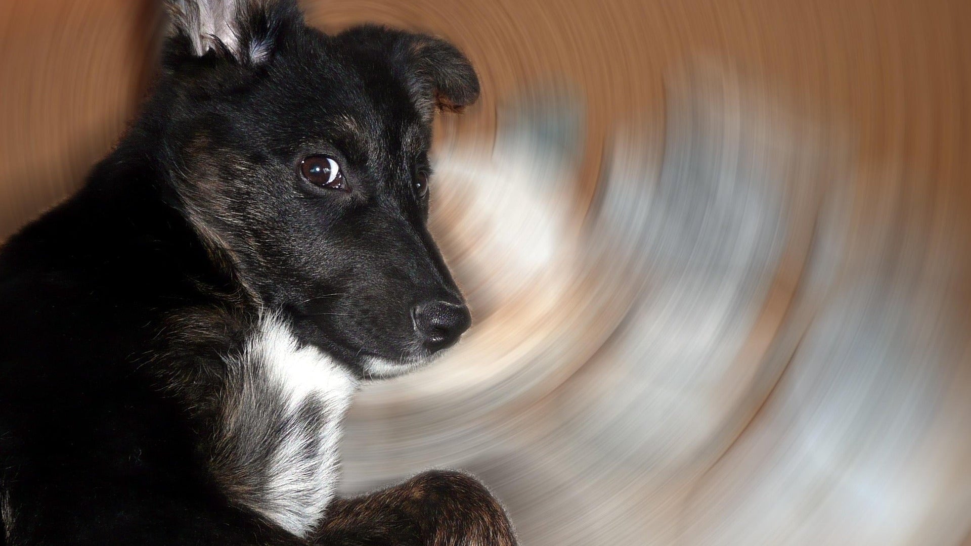 Do Dogs Struggle with Mental Health