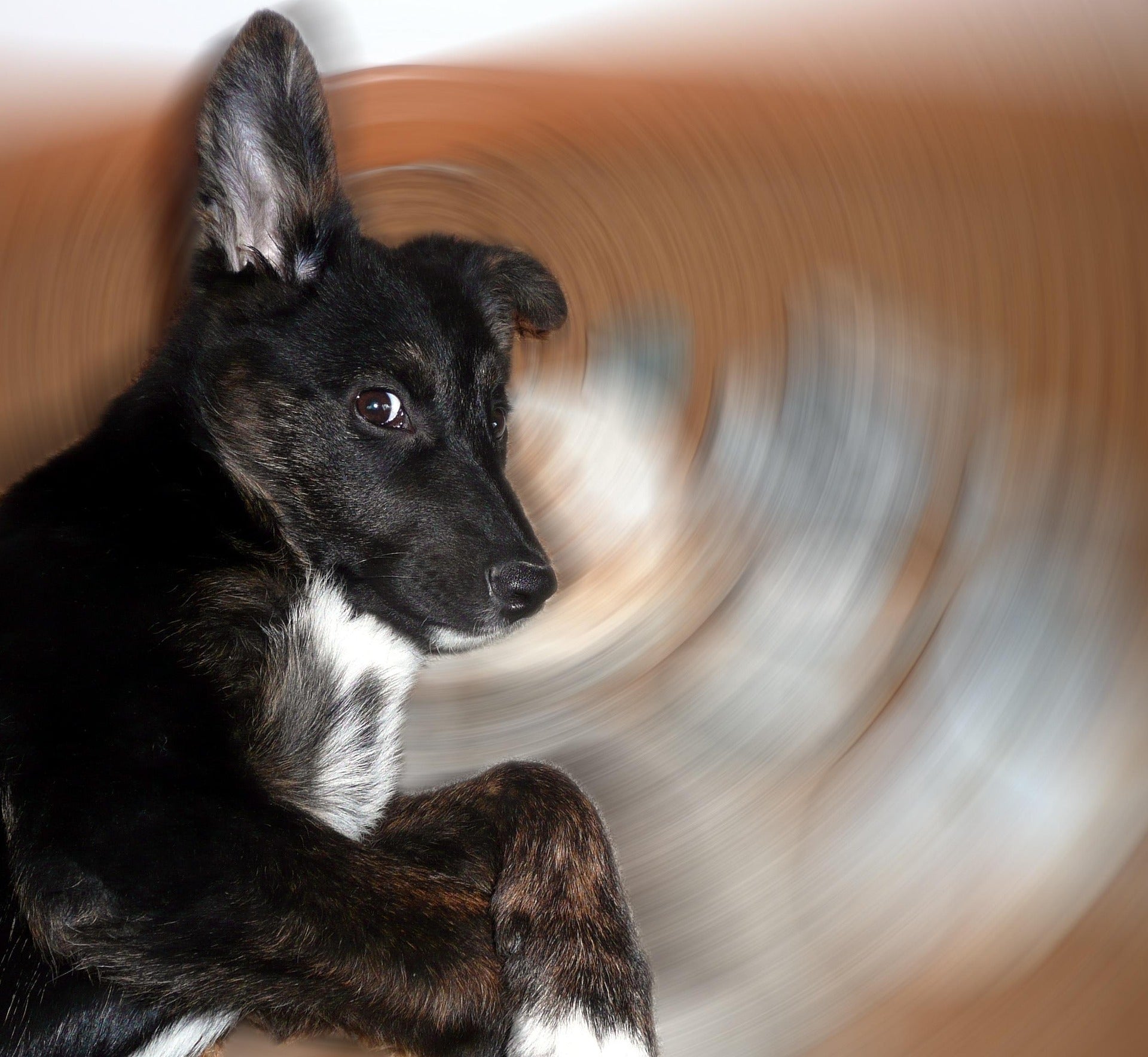 Do Dogs Struggle with Mental Health