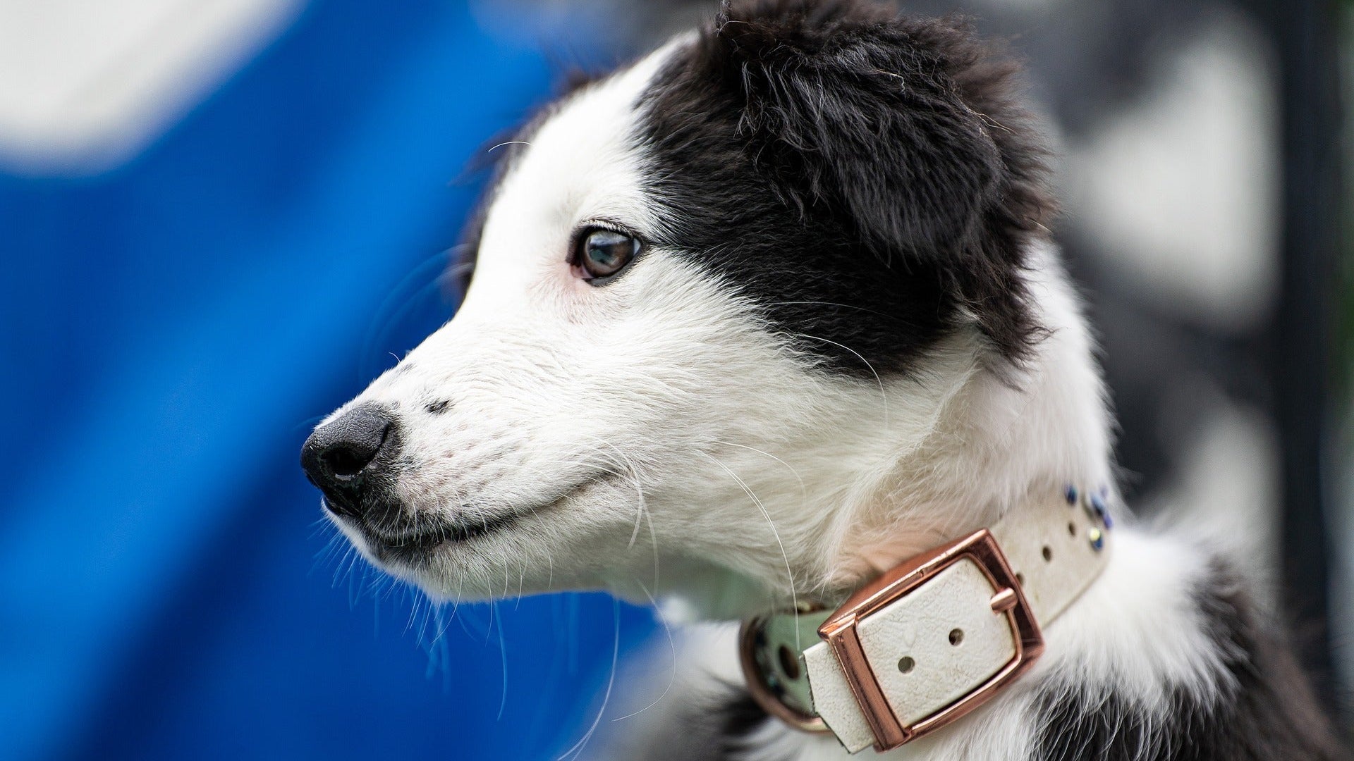 Dog Brains & The Dog-Human Bond