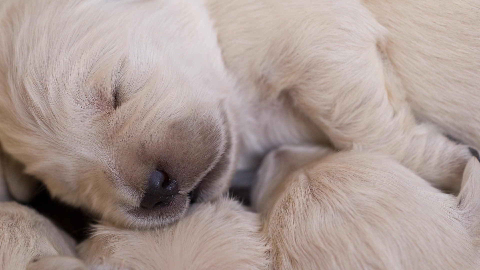 Gratitude Lives in Dog Mom Moments