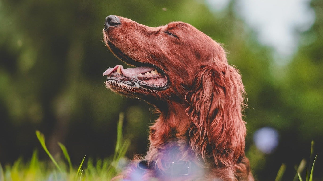 How To Turn Walks With Your Dog Into Mindful Moments