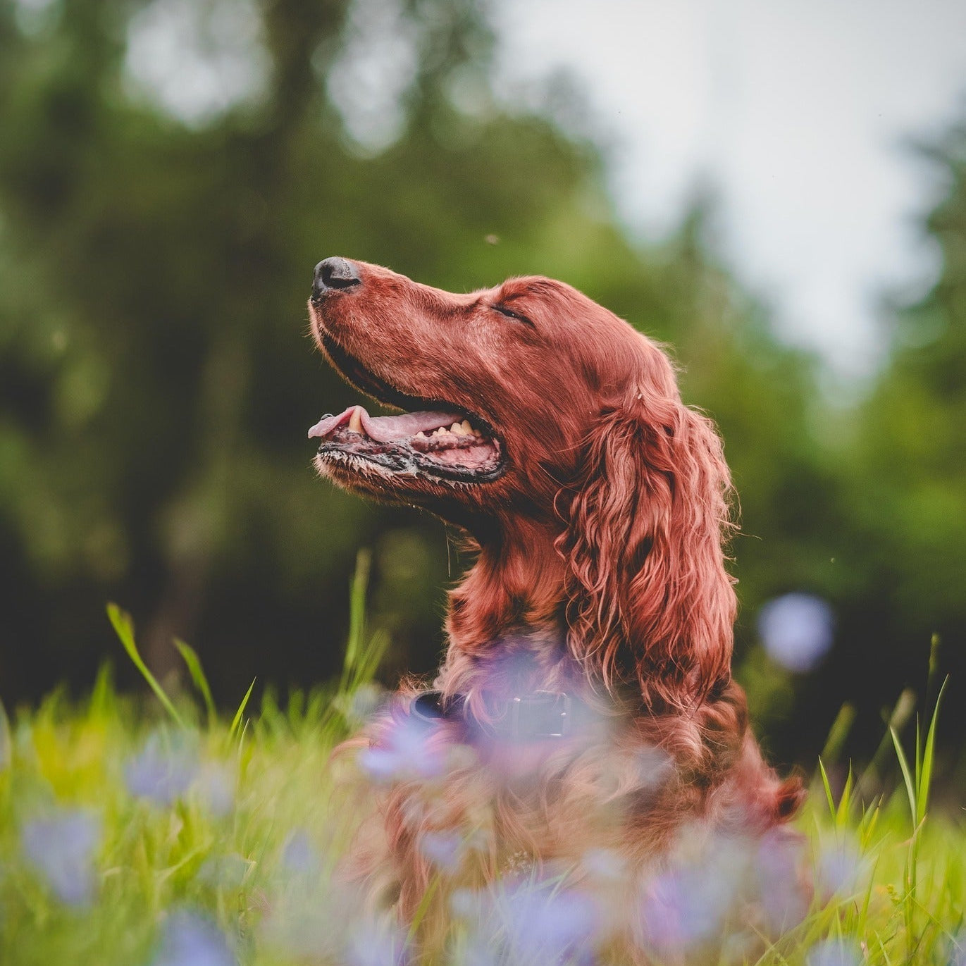 How To Turn Walks With Your Dog Into Mindful Moments