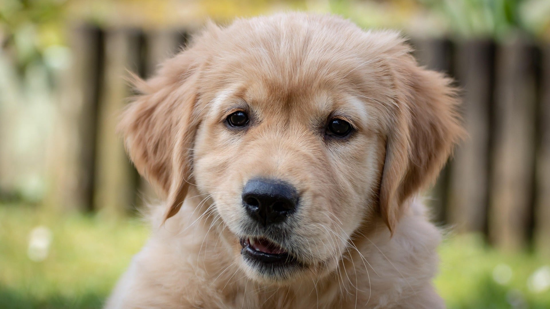 Dog Teeth & Gum Health