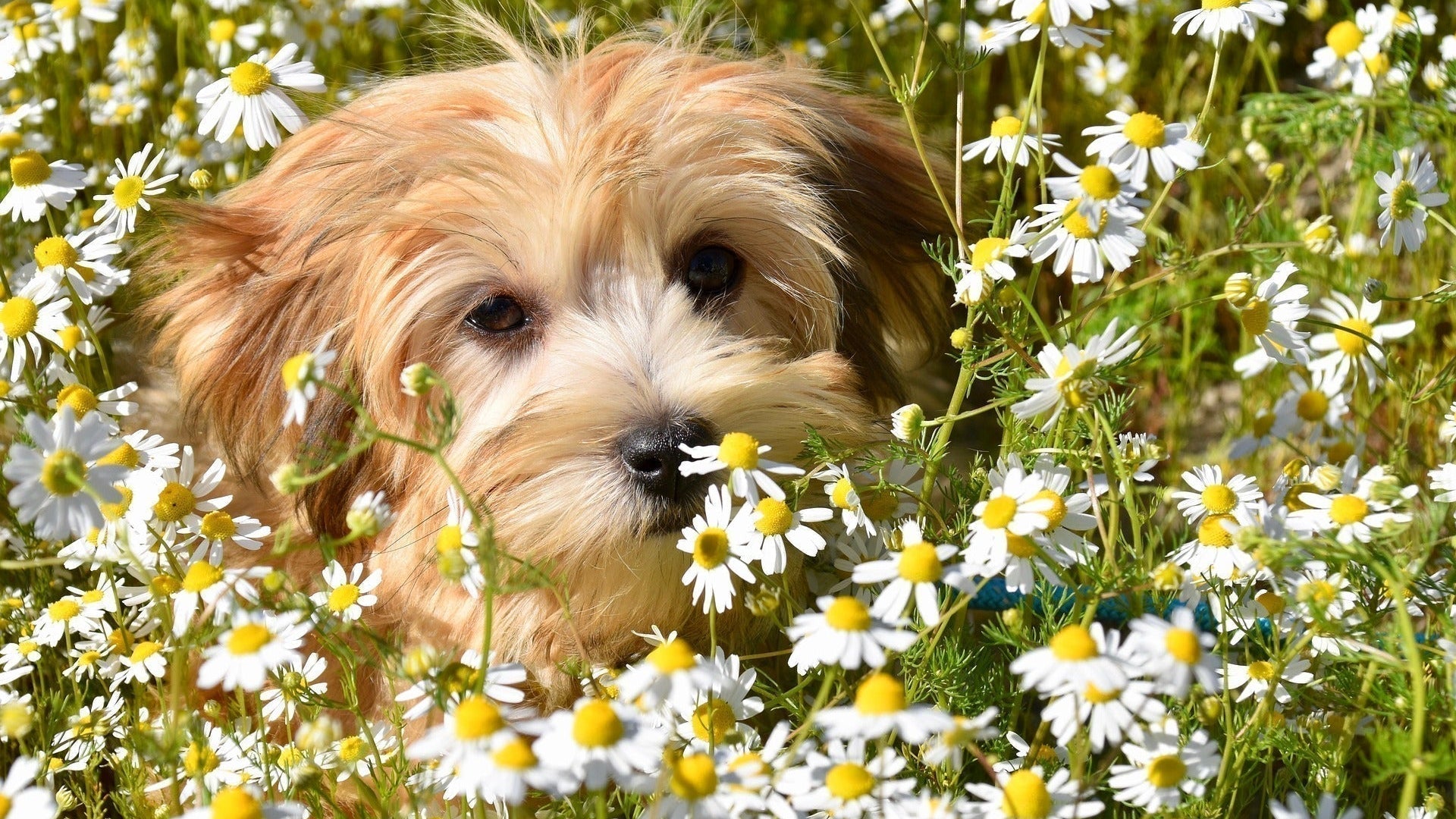 Why 18k Gold Plated Sets Shine for Pet Parents