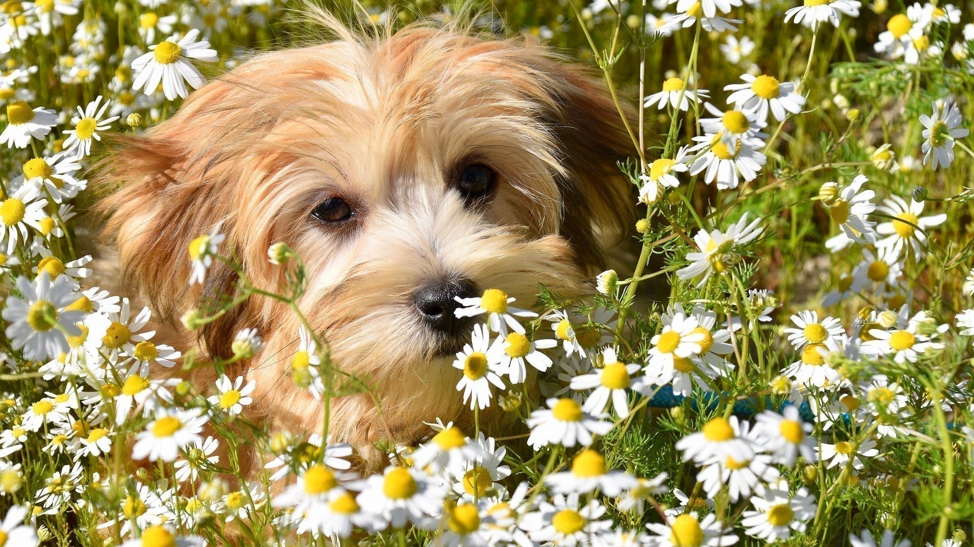 Why 18k Gold Plated Sets Shine for Pet Parents