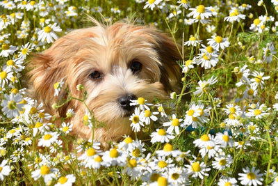 Why 18k Gold Plated Sets Shine for Pet Parents