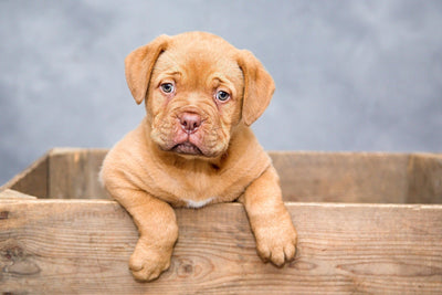 Why Salmon Helps Dogs with Skin & Coat Allergies