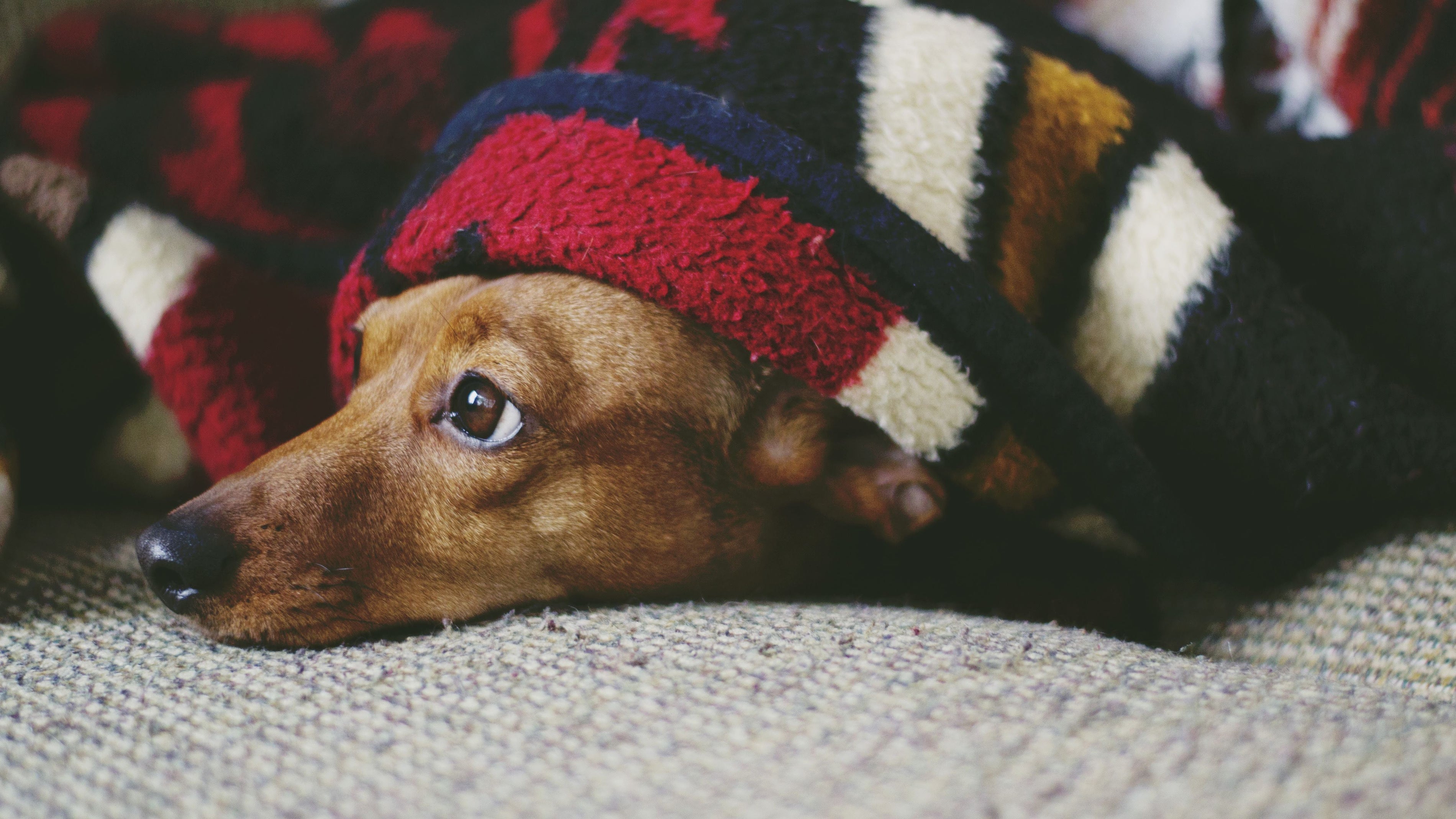 Dachshund resting at home with its head peeking out from under a red, black and cream patterned blanket