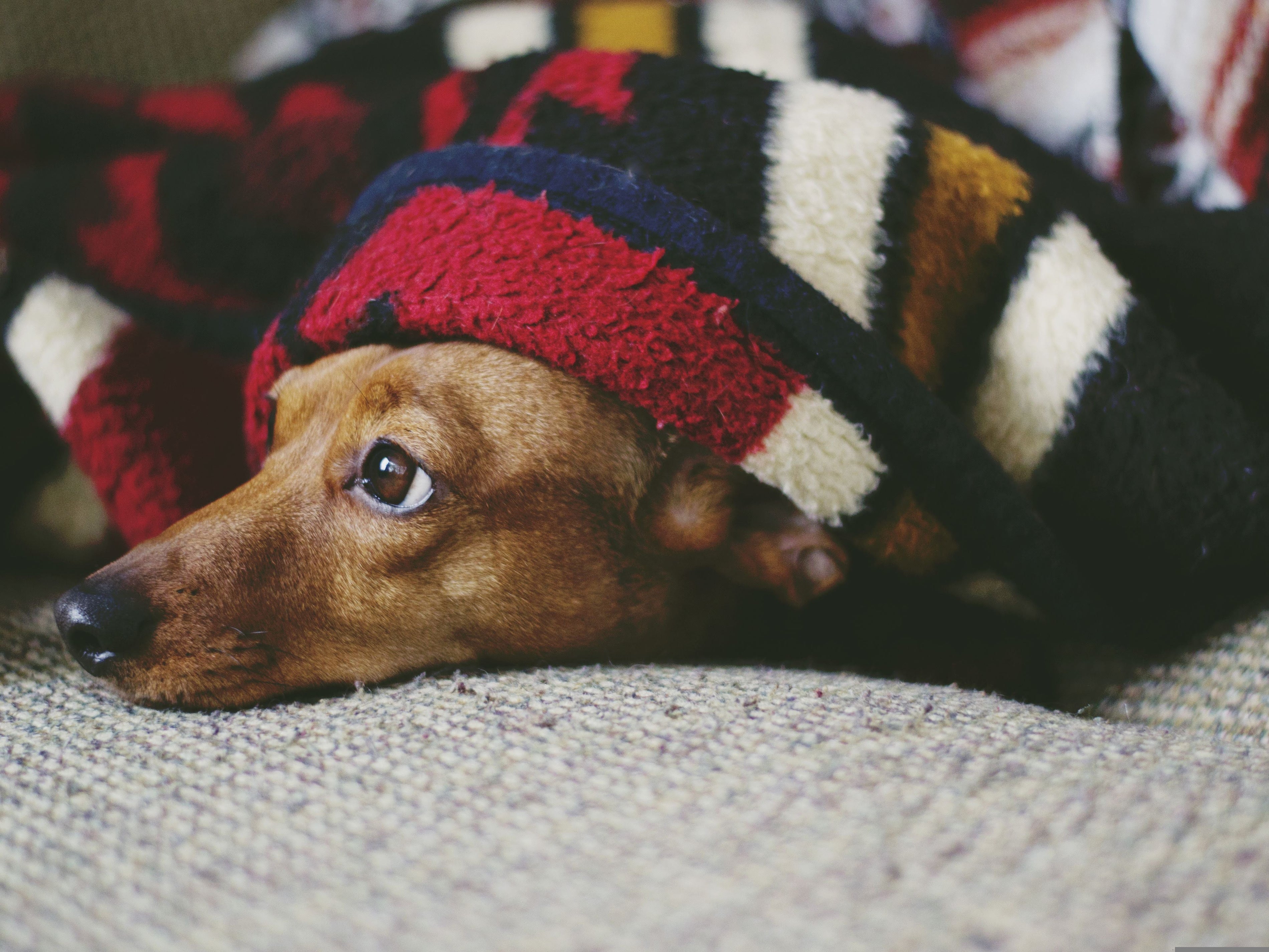 Dachshund resting at home with its head peeking out from under a red, black and cream patterned blanket
