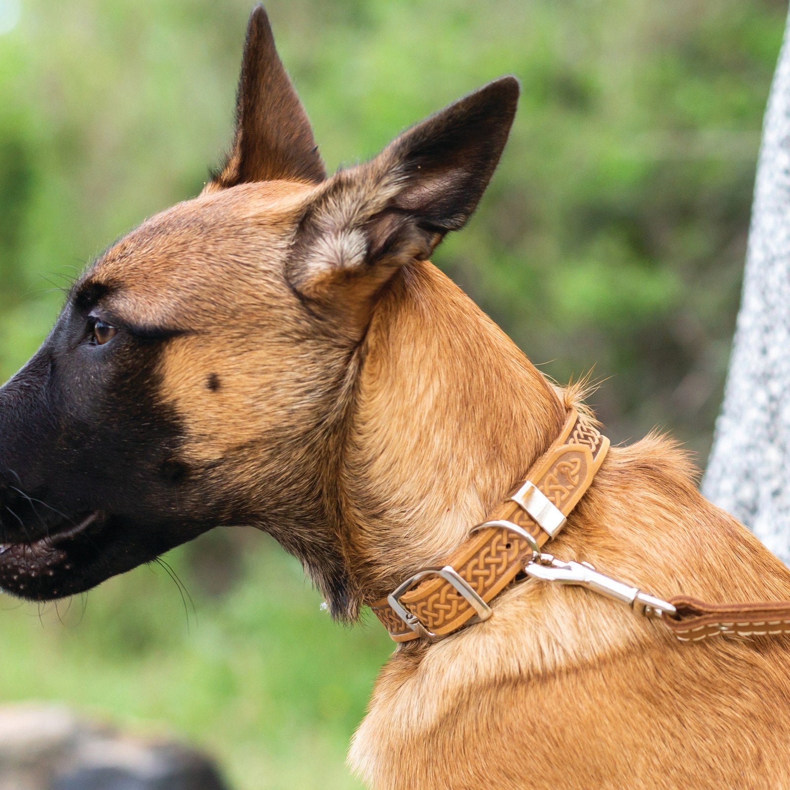 Euro-Dog