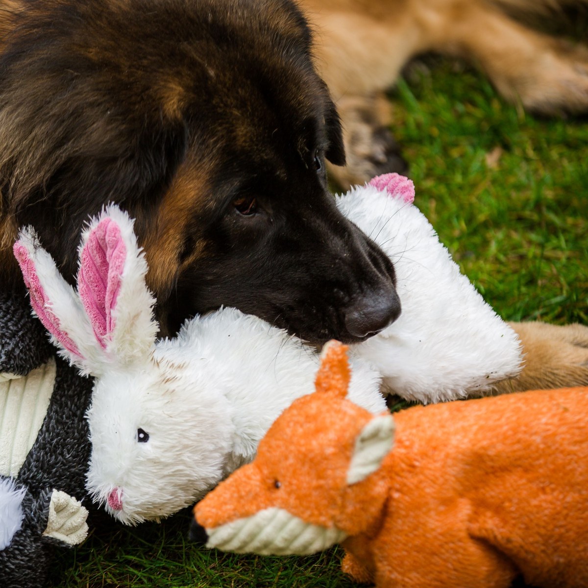 HuggleHounds