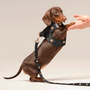 Rockstar SoHo Step-In Dog Harness, photo 7