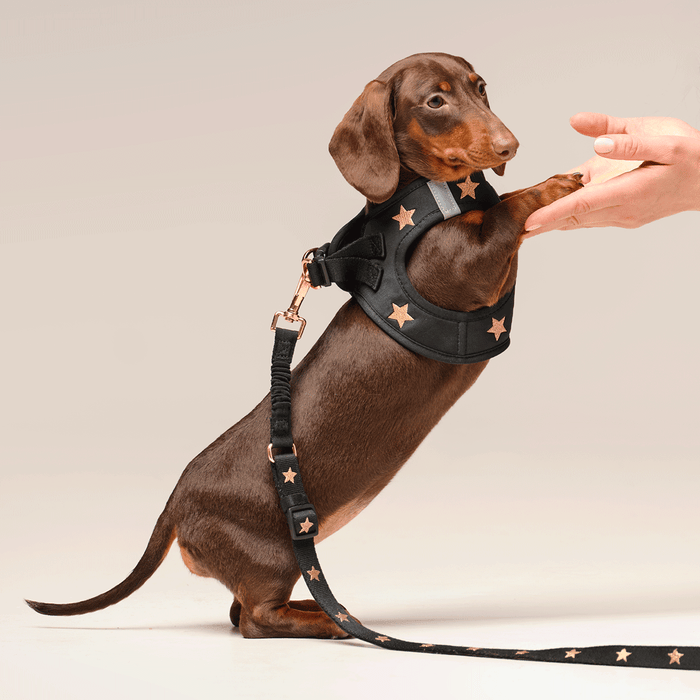 Rockstar SoHo Step-In Dog Harness, photo 7