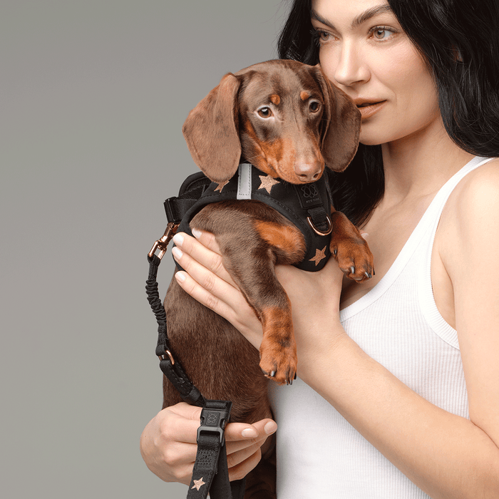 Rockstar SoHo Step-In Dog Harness, photo 8