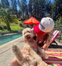 Puppies Make Me Happy Red White & Blue 3D Puff Snapback Hat
