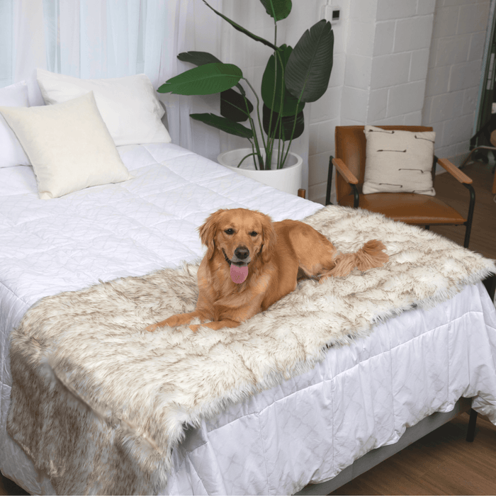 Piecera impermeable PupProtector, blanco con detalles marrones, foto 2