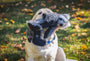 Redwood Raccoon X-Brace, juguete de peluche para perro, foto 10