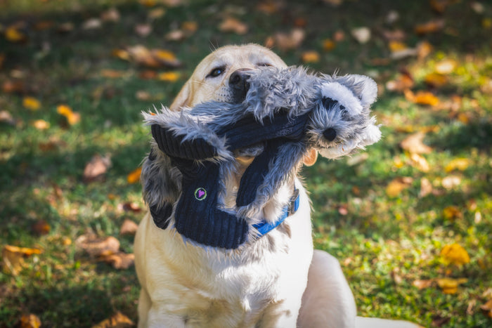 Redwood Raccoon X-Brace, juguete de peluche para perro, foto 10