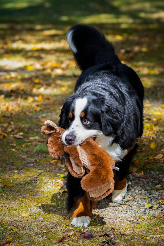 Maple Moose X-Brace, juguete de peluche para perro, foto 9
