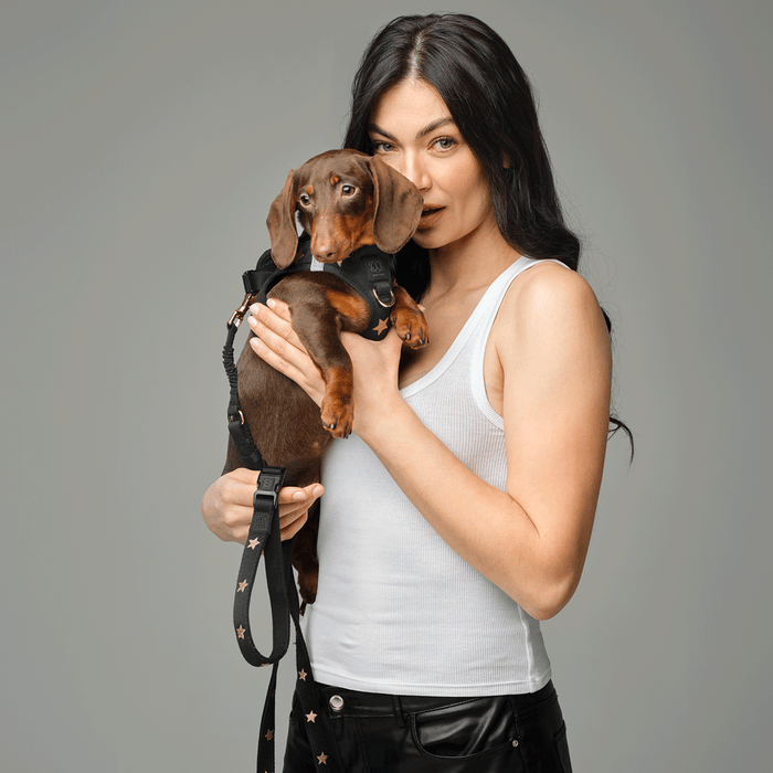 Rockstar City Bungee Dog Leash, photo 6