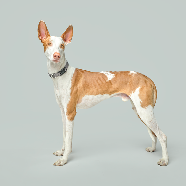 Steel City Padded Dog Collar, photo 2