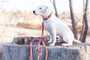 Pro Line Leather Dog Leash, photo 11