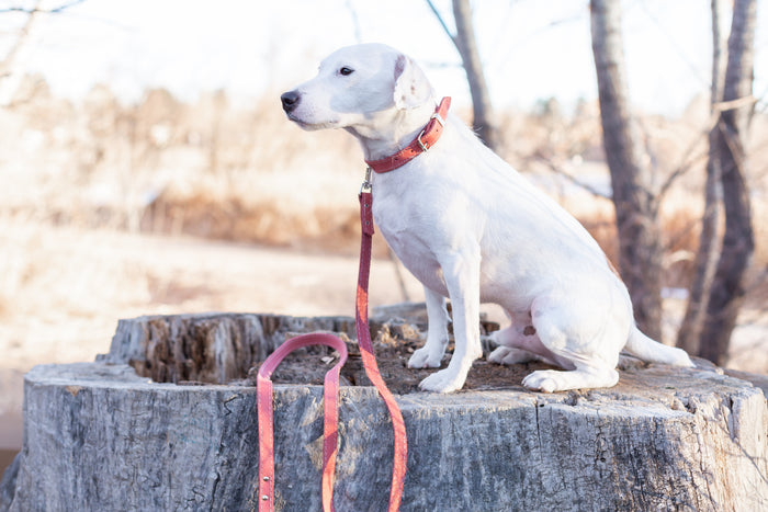 Pro Line Leather Dog Leash, photo 11