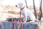 Pro Line Leather Dog Collar, photo 13