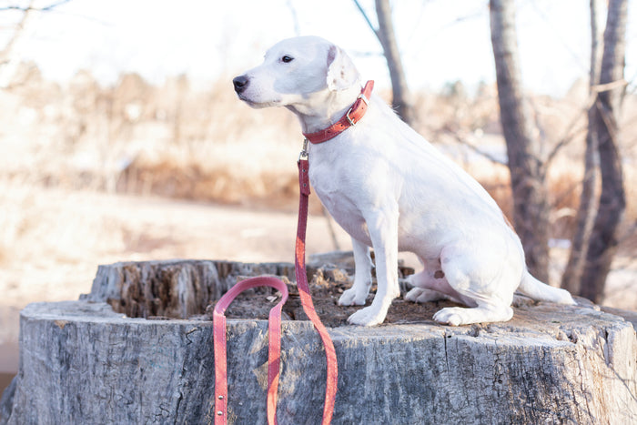 Pro Line Leather Dog Collar, photo 13