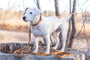 Pro Line Leather Dog Collar, photo 8