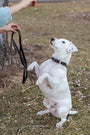 Pro Line Leather Dog Collar, photo 10