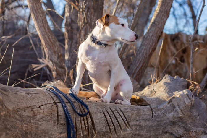 Pro Line Leather Dog Leash, photo 10