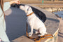 Pro Line Leather Dog Collar, photo 11