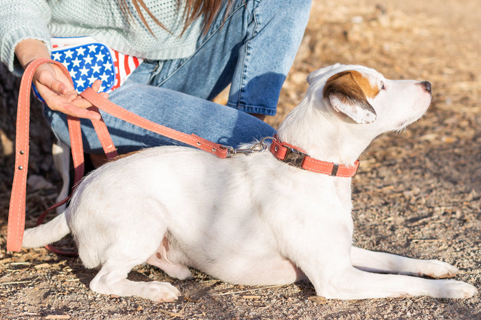 Quick-Release Leather Collar and Leash Set, photo 7