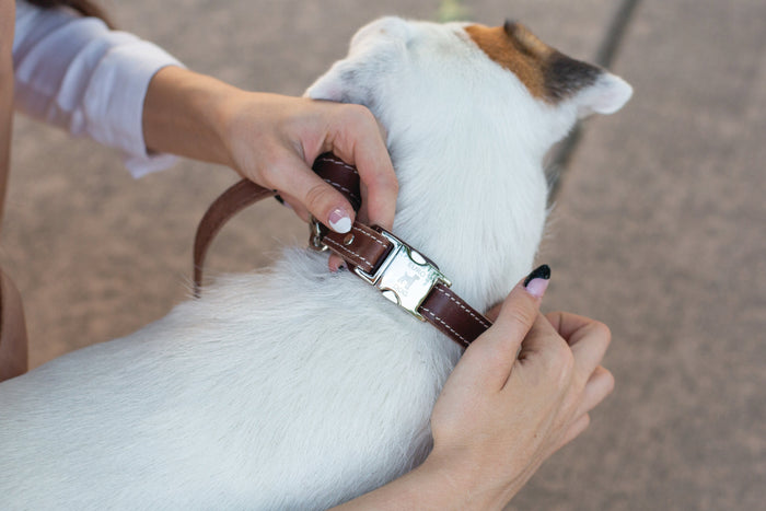 Pro Line Leather Dog Collar with Metal Quick-Release Buckle, photo 4