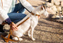 Correa de piel Traditional café tierra para perro, foto 2