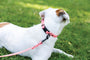 Collar impermeable de PVC suave para perro, foto 8