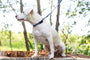 Collar impermeable de PVC suave para perro, foto 7
