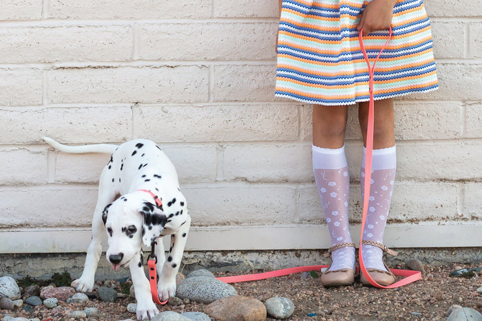 Correa impermeable de PVC suave para perro, foto 8