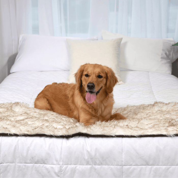 Piecera impermeable PupProtector, blanco con detalles marrones, foto 11