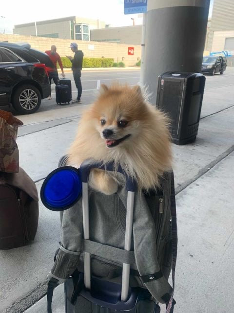 Aspen Backpack Pet Carrier, photo 15