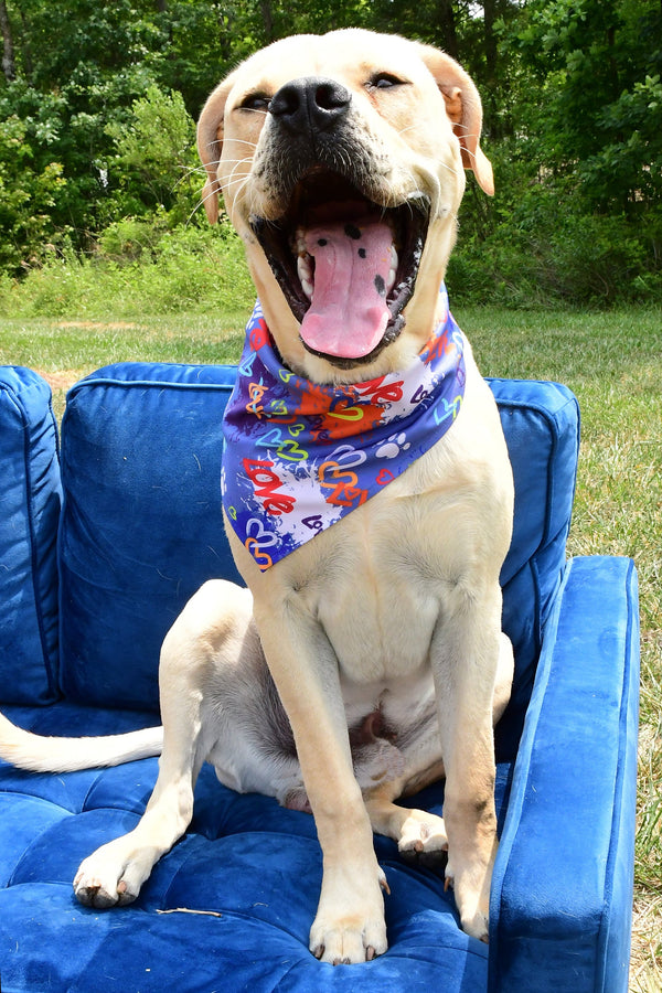 Love Graffiti Blue Dog Bandana, photo 2