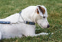 Martingale Leather Dog Collar, photo 19