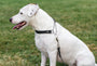 Martingale Leather Dog Collar, photo 10