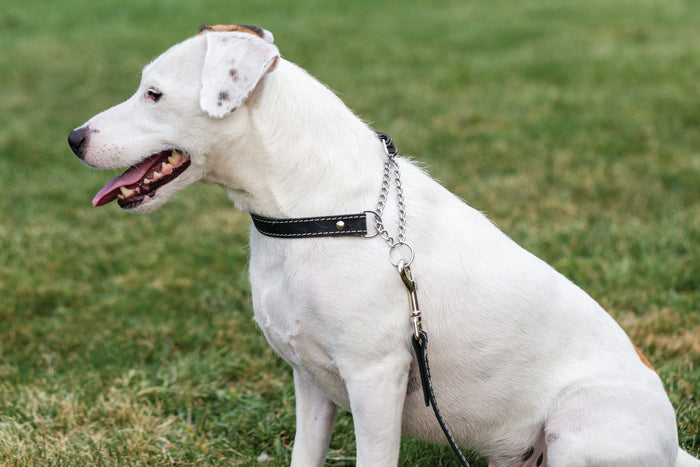Martingale Leather Dog Collar, photo 10