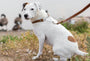 Martingale Leather Dog Collar, photo 2