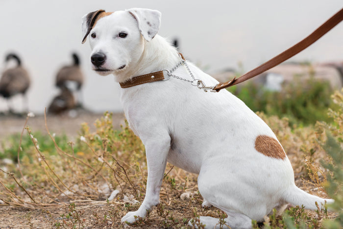 Martingale Leather Dog Collar, photo 2