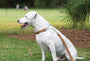 Martingale Leather Dog Collar, photo 9